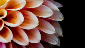 the-florist-1